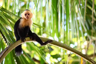 a monkey sitting on top of a tree branch at Lakeview Arenal Suite - 2025-2026 Traveller Award Winners in Tronadora