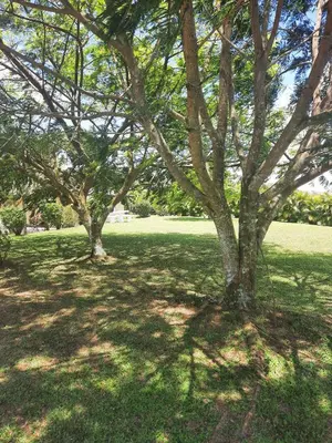 a group of trees in a grass field at Lakeview Arenal Suite - 2025-2026 Traveller Award Winners in Tronadora