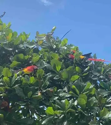 two birds perched on top of a tree at Villa Lapa in Agujas