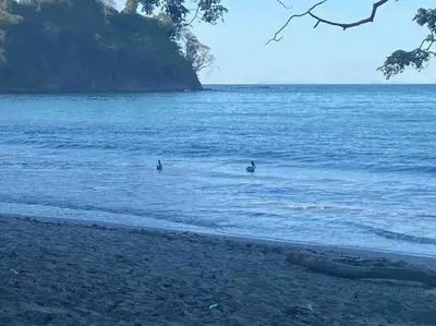 two birds swimming in the water on a beach at Villa Lapa in Agujas