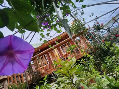 a house surrounded by plants and a purple umbrella at Cabaña el Faisán, Jardín de Dota in Jardín