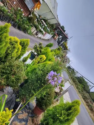 a group of plants and flowers on a street at Cabaña el Faisán, Jardín de Dota in Jardín