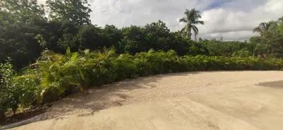 a road with a bunch of plants and trees at Incroyable Villa HermoSamara in Sámara