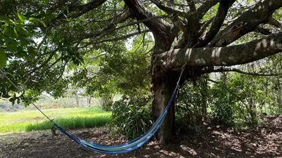 a blue hammock hanging from a tree at Campo Azul #3 - Monteverde in Monteverde Costa Rica