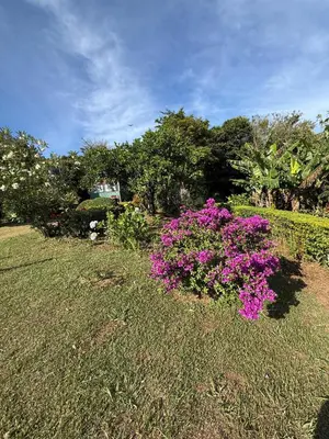 a garden with purple flowers in the grass at Campo Azul #3 - Monteverde in Monteverde Costa Rica