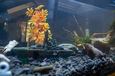 a fishtank with a plant in a aquarium at Las Carmelas, Airport Juan Santamaría, Alajuela, San José in Alajuela City