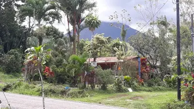 a house on the side of a road with trees at Casa Rural Aralia in Fortuna