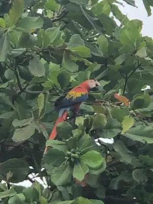 a colorful bird perched on top of a tree at Casa Toucan mit privat Pool near NP Ballena in Uvita