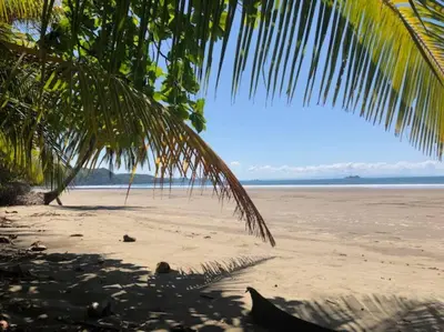 a view of a beach with a palm tree at Casa Toucan mit privat Pool near NP Ballena in Uvita