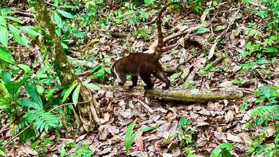 a bear walking across a log in the forest at Casa Paraiso Parrita in Parrita