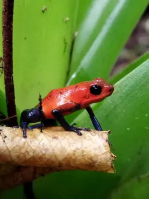 a red frog sitting on top of a branch at Bijagua Blue Jeans House in Bijagua