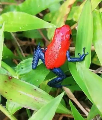 a red and blue frog sitting on a green plant at Bijagua Blue Jeans House in Bijagua