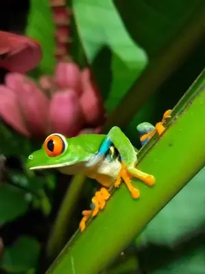 a green frog sitting on a green plant at Bijagua Blue Jeans House in Bijagua