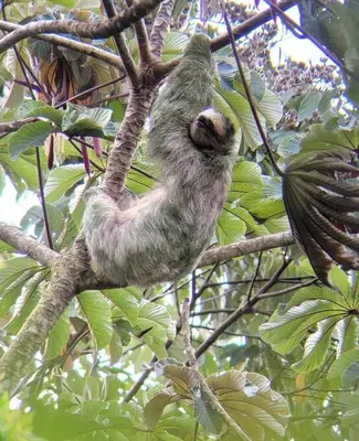 a sloth is hanging from a tree at Bijagua Blue Jeans House in Bijagua