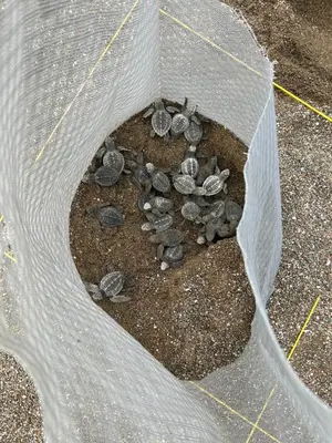 a bunch of rocks in a net on the beach at Nido Aracari in San Pedrillo