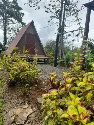 a group of chickens standing in front of a tent at Chava Camping Rio Celeste in Rio Celeste