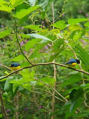 two blue and yellow birds sitting on a tree branch at El Chaguite Monteverde in Monteverde Costa Rica