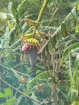 a bunch of bananas hanging from a banana tree at El Chaguite Monteverde in Monteverde Costa Rica