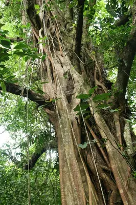 a large tree with its roots in the forest at Condo Casa Blanca 7 - NEW 2 BR condo, near to the beach in Potrero