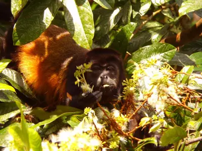 a monkey is standing in the forest with a branch in its mouth at Riverside Villas in Manuel Antonio