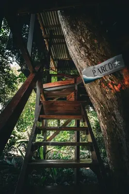 a ladder up to a tree with a sign on it at Flutterby House Hostel in Uvita