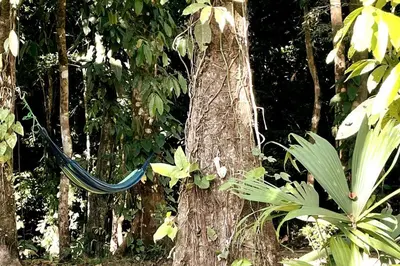 a blue hose is tied to a tree at An abundance of wildlife at Jungle Glory Home Abajo in Manuel Antonio