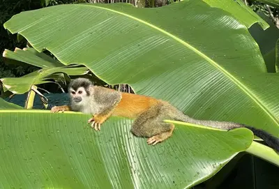 a monkey sitting on a large green leaf at An abundance of wildlife at Jungle Glory Home Abajo in Manuel Antonio
