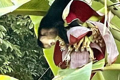 a black bird perched on top of a flower at An abundance of wildlife at Jungle Glory Home Abajo in Manuel Antonio
