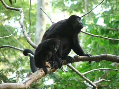 a monkey and a baby monkey sitting on a tree branch at Sámara Tarantela Houses, Casa Coyol in Sámara