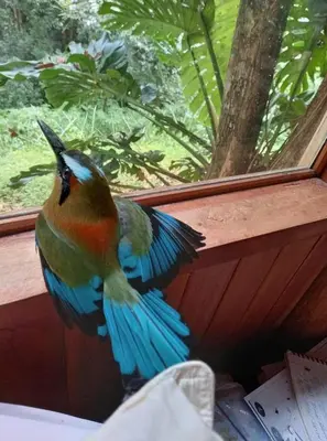 a colorful bird is flying in front of a window at Sámara Tarantela Houses, Casa Coyol in Sámara