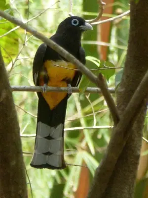 a bird is sitting on a tree branch at Sámara Tarantela Houses, Casa Coyol in Sámara