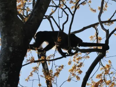 a black monkey is sitting in a tree at Sámara Tarantela Houses, Casa Coyol in Sámara