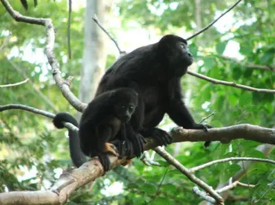 two chimpanzees sitting on top of a tree branch at Sámara Tarantela Houses, Casa Guadua in Sámara