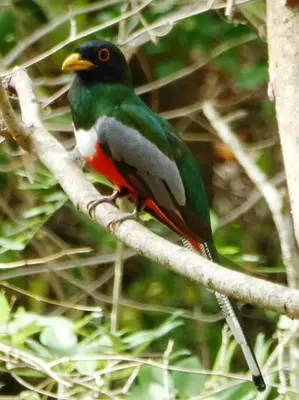 a green bird sitting on a tree branch at Sámara Tarantela Houses, Casa Guadua in Sámara