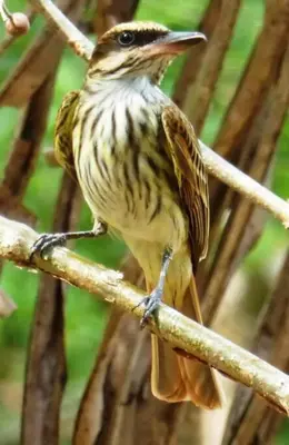 a bird perched on top of a tree branch at Sámara Tarantela Houses, Casa Sandal in Sámara