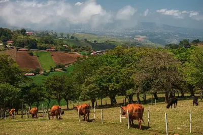 a herd of cows grazing in a field at The Red Door Mountain Cabin in Guadalupe