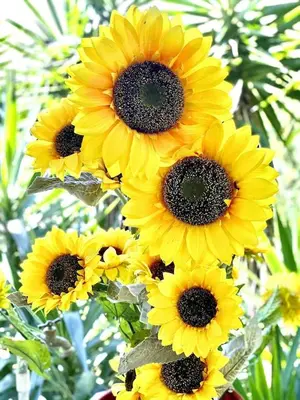 a group of yellow sunflowers in a field at Cottage in Magic Mountain Views in Barrio Jesús